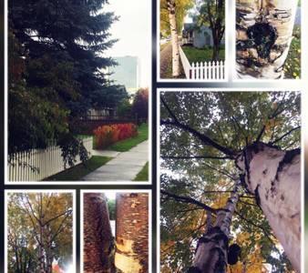 Birch Haven Apartment แองเคอเรจ ภายนอก รูปภาพ